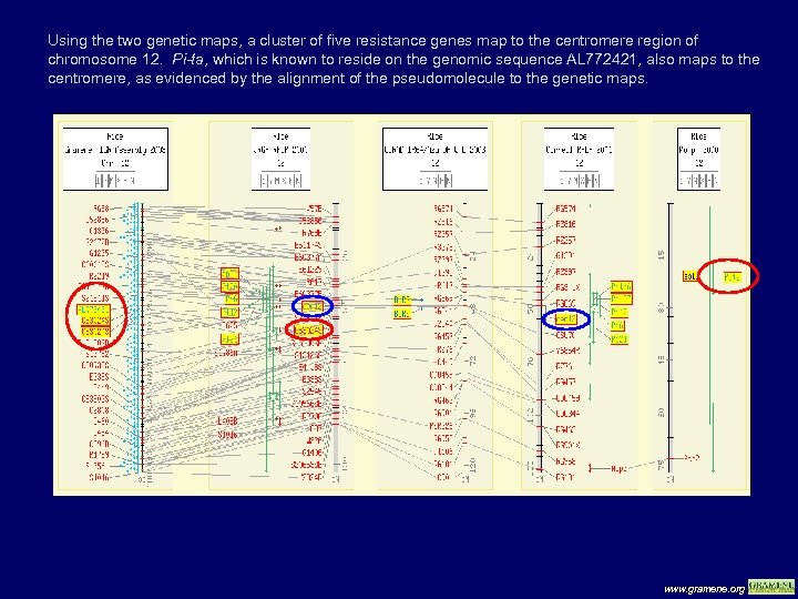 Using the two genetic maps, a cluster of five resistance genes map to the