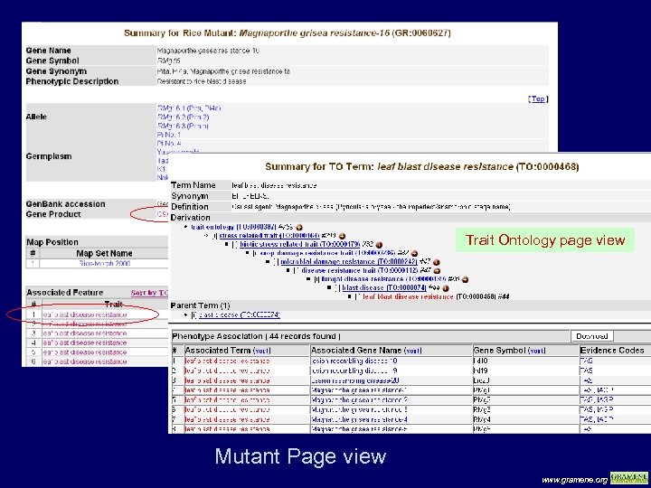 Trait Ontology page view Mutant Page view www. gramene. org 