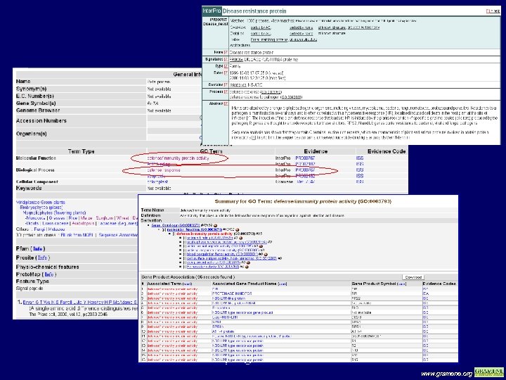 Protein page view www. gramene. org 