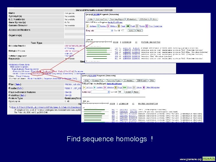 Find sequence homologs ! www. gramene. org 