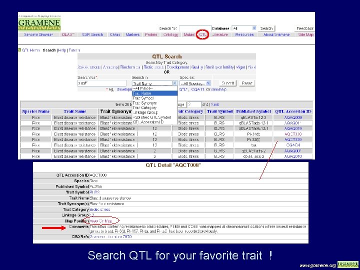 Search QTL for your favorite trait ! www. gramene. org 