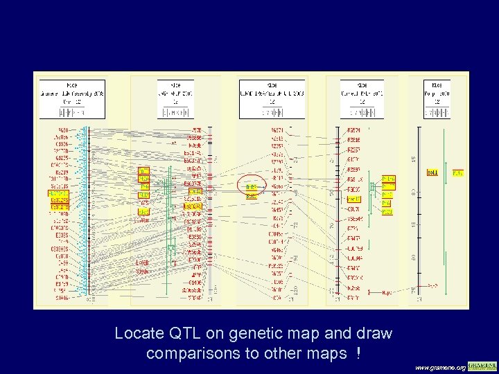 Locate QTL on genetic map and draw comparisons to other maps ! www. gramene.