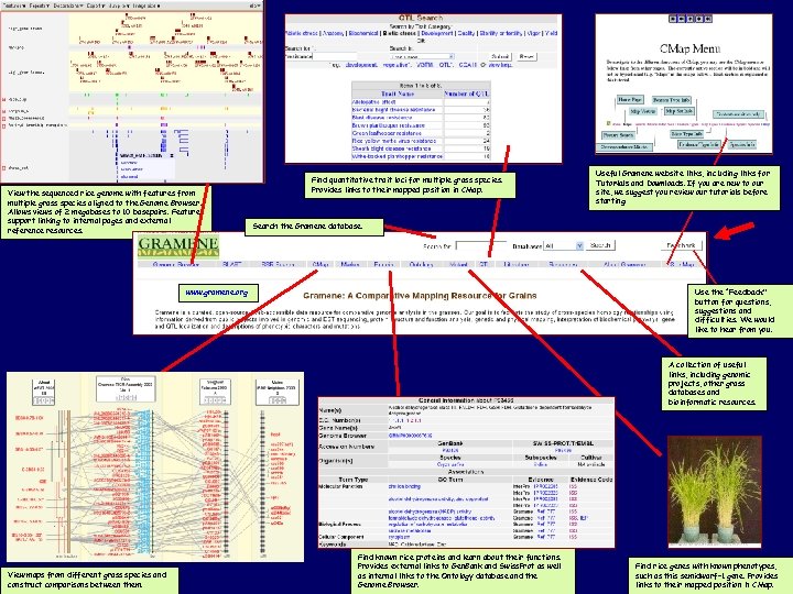 View the sequenced rice genome with features from multiple grass species aligned to the