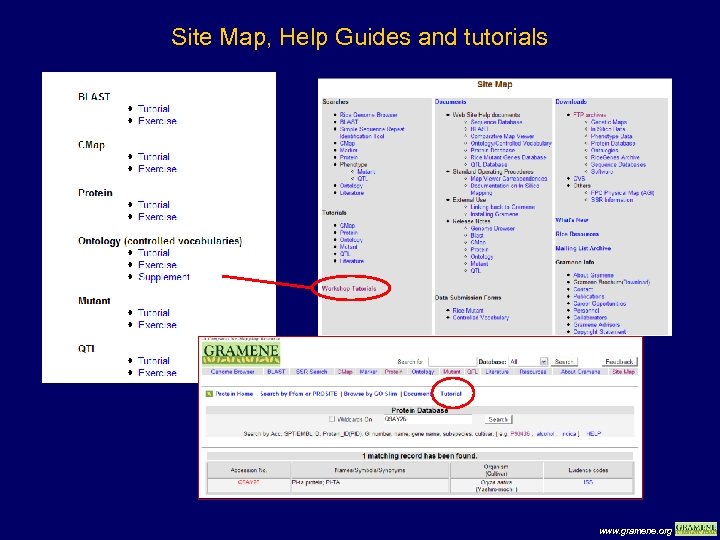 Site Map, Help Guides and tutorials www. gramene. org 