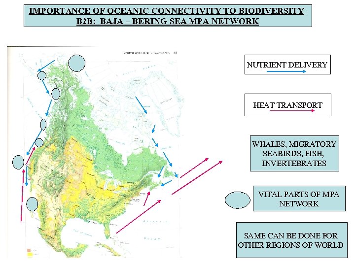 IMPORTANCE OF OCEANIC CONNECTIVITY TO BIODIVERSITY B 2 B: BAJA – BERING SEA MPA