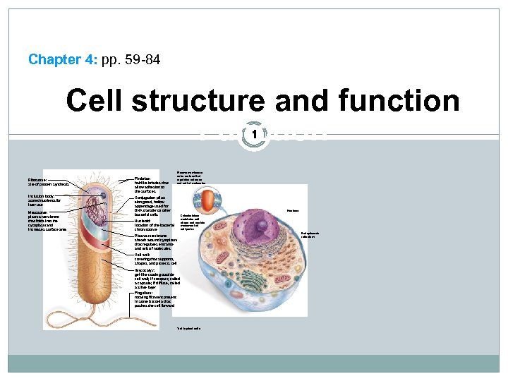 Chapter 4: pp. 59 -84 Cell structure and function Function 1 Ribosome: site of