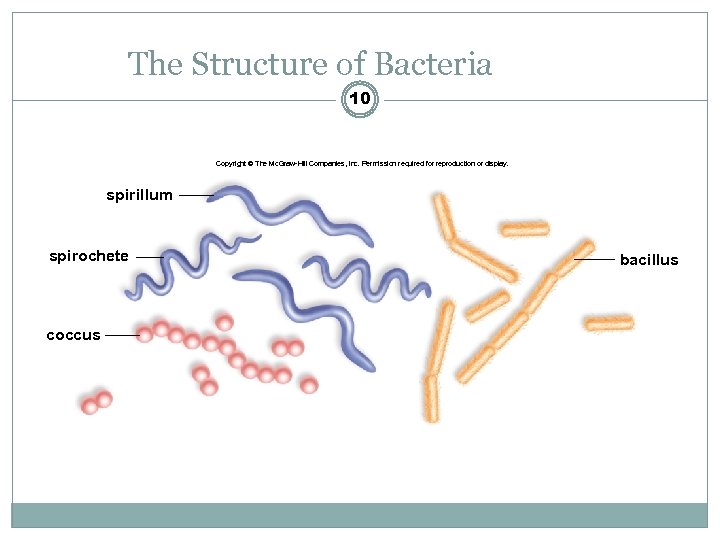 The Structure of Bacteria 10 Copyright © The Mc. Graw-Hill Companies, Inc. Permission required