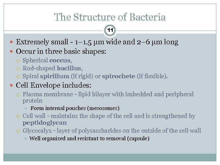 The Structure of Bacteria 11 Extremely small - 1– 1. 5 μm wide and