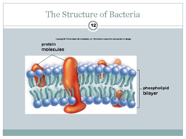 The Structure of Bacteria 12 Copyright © The Mc. Graw-Hill Companies, Inc. Permission required