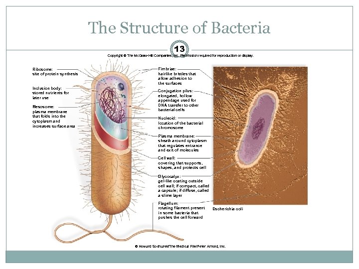 The Structure of Bacteria 13 Copyright © The Mc. Graw-Hill Companies, Inc. Permission required