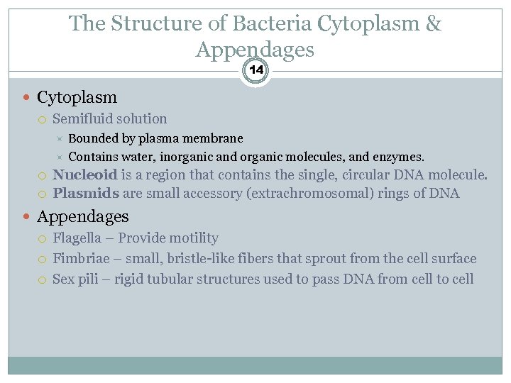 The Structure of Bacteria Cytoplasm & Appendages 14 Cytoplasm Semifluid solution Bounded by plasma