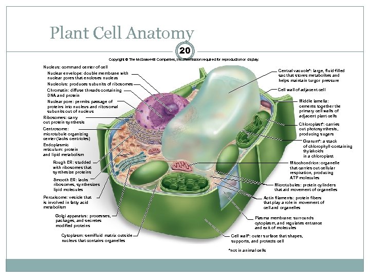 Plant Cell Anatomy 20 Copyright © The Mc. Graw-Hill Companies, Inc. Permission required for