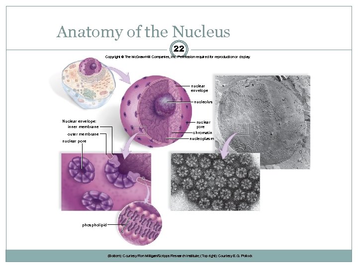 Anatomy of the Nucleus 22 Copyright © The Mc. Graw-Hill Companies, Inc. Permission required