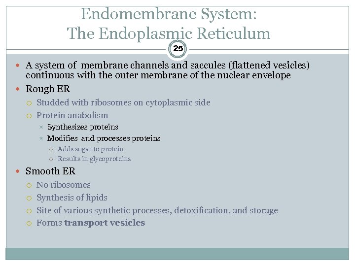 Endomembrane System: The Endoplasmic Reticulum 25 A system of membrane channels and saccules (flattened