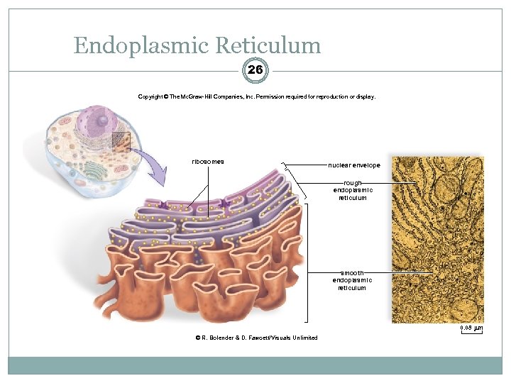 Endoplasmic Reticulum 26 Copyright © The Mc. Graw-Hill Companies, Inc. Permission required for reproduction