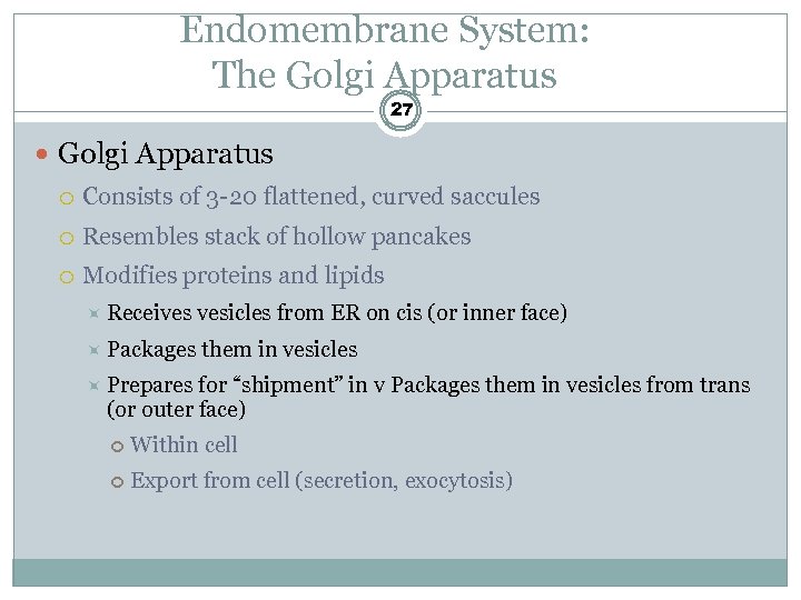 Endomembrane System: The Golgi Apparatus 27 Golgi Apparatus Consists of 3 -20 flattened, curved