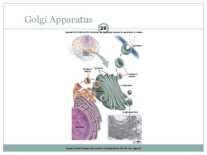 Golgi Apparatus 28 Copyright © The Mc. Graw-Hill Companies, Inc. Permission required for reproduction