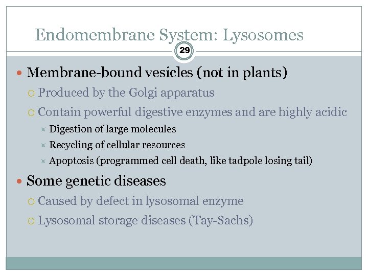 Endomembrane System: Lysosomes 29 Membrane-bound vesicles (not in plants) Produced by the Golgi apparatus