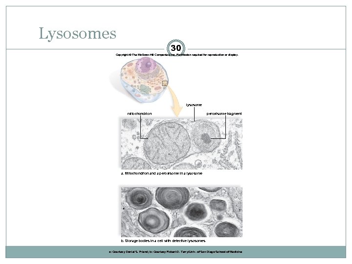 Lysosomes 30 Copyright © The Mc. Graw-Hill Companies, Inc. Permission required for reproduction or