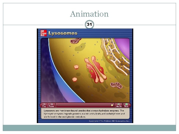 Animation 31 Please note that due to differing operating systems, some animations will not