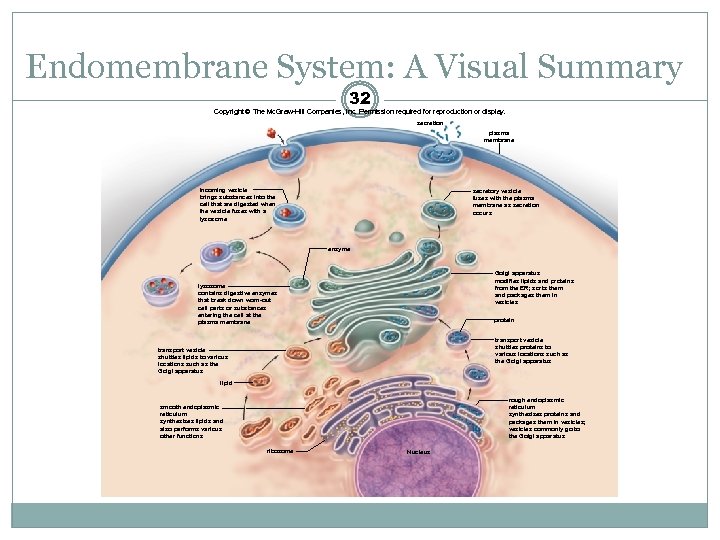 Endomembrane System: A Visual Summary 32 Copyright © The Mc. Graw-Hill Companies, Inc. Permission