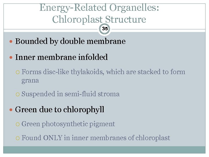 Energy-Related Organelles: Chloroplast Structure 35 Bounded by double membrane Inner membrane infolded Forms disc-like