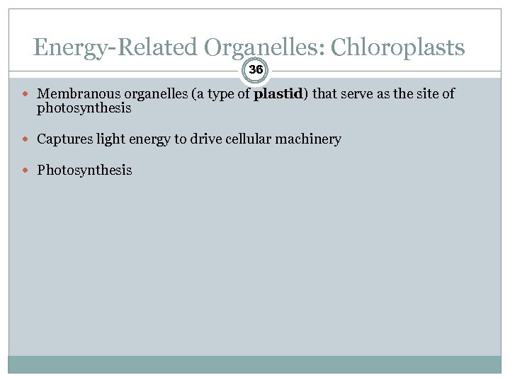 Energy-Related Organelles: Chloroplasts 36 Membranous organelles (a type of plastid) that serve as the