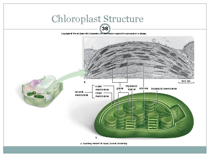 Chloroplast Structure 38 Copyright © The Mc. Graw-Hill Companies, Inc. Permission required for reproduction