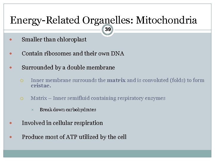 Energy-Related Organelles: Mitochondria 39 Smaller than chloroplast Contain ribosomes and their own DNA Surrounded