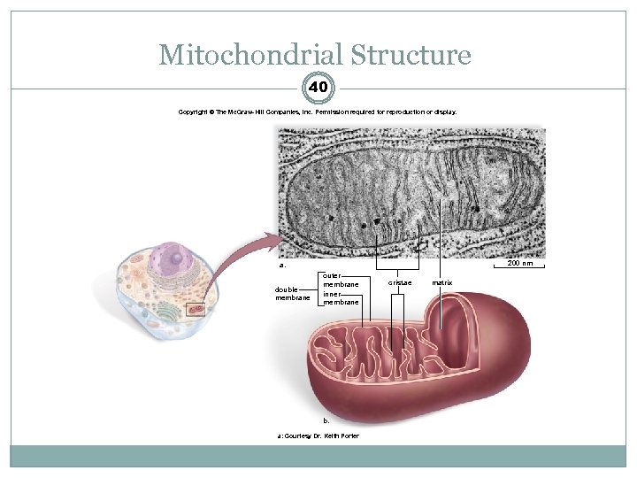 Mitochondrial Structure 40 Copyright © The Mc. Graw-Hill Companies, Inc. Permission required for reproduction