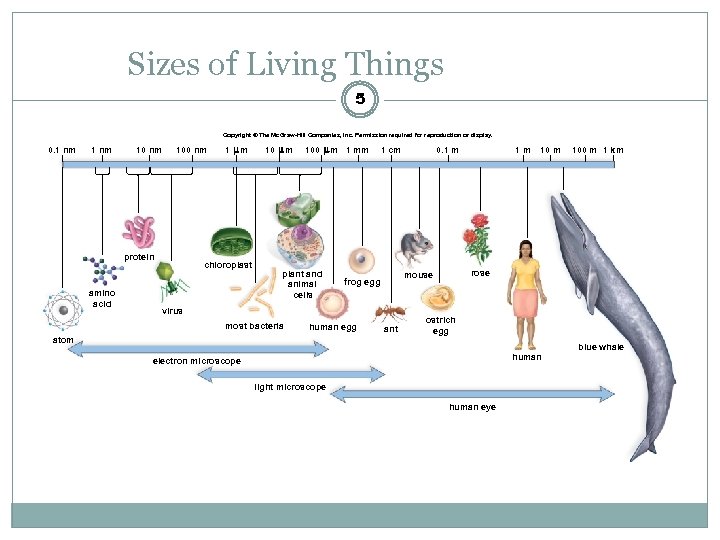Sizes of Living Things 5 Copyright © The Mc. Graw-Hill Companies, Inc. Permission required