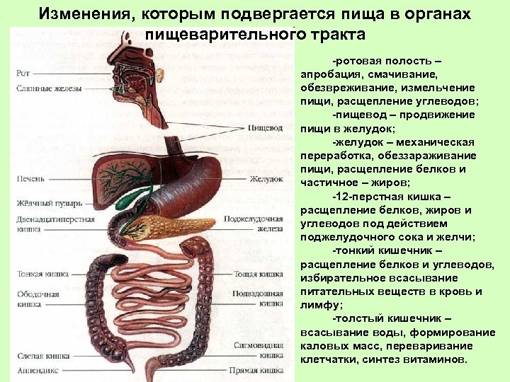 Изменения, которым подвергается пища в органах пищеварительного тракта -ротовая полость – апробация, смачивание, обезвреживание,