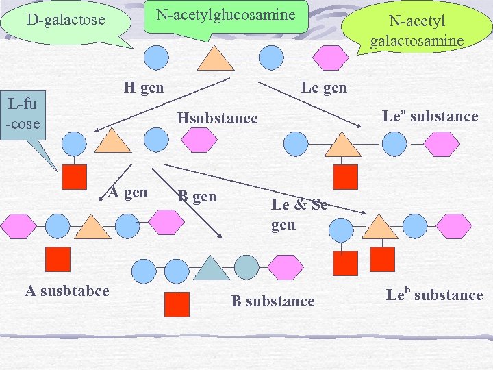 N-acetylglucosamine D-galactose H gen L-fu -cose N-acetyl galactosamine Le gen Lea substance Hsubstance A