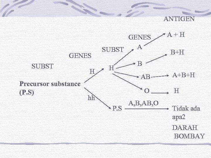 ANTIGEN GENES SUBST Precursor substance (P. S) H GENES A SUBST H O P.