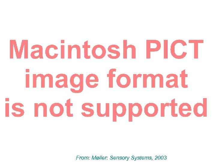 From: Møller: Sensory Systems, 2003 