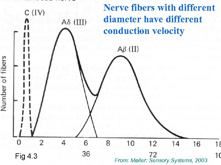 Nerve fibers with different diameter have different conduction velocity Fig 4. 3 From: Møller: