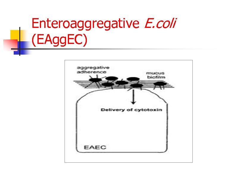 Enteroaggregative E. coli (EAgg. EC) 