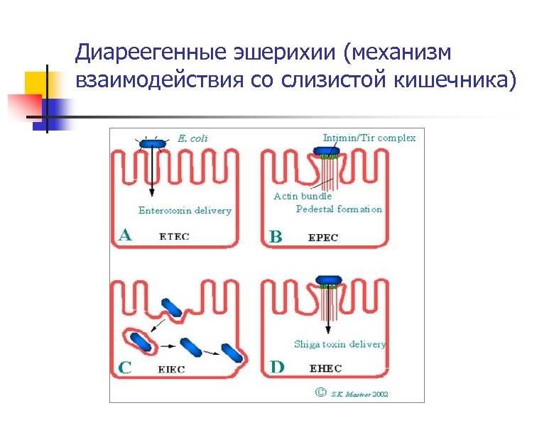 Диареегенные эшерихии (механизм взаимодействия со слизистой кишечника) 