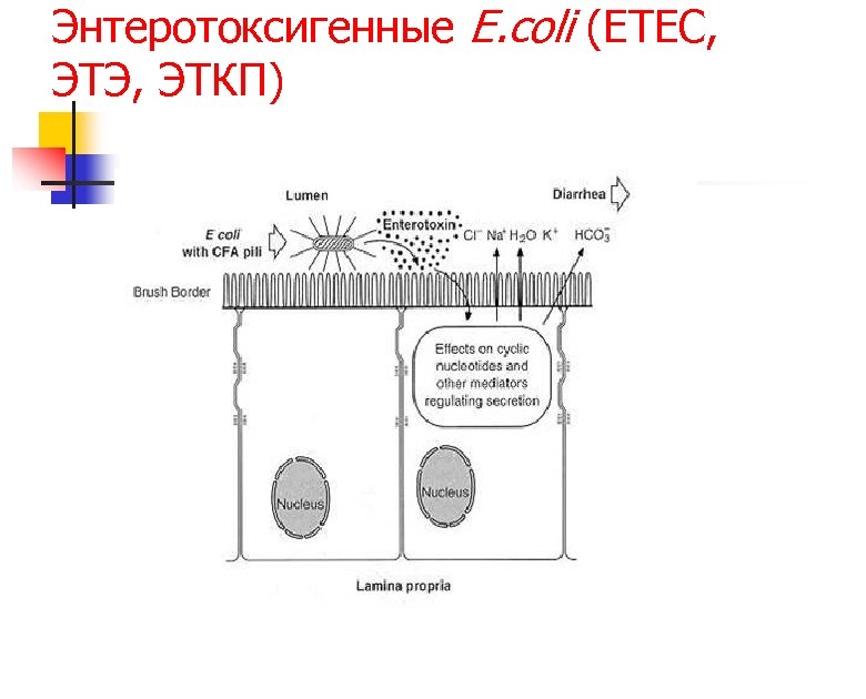 Энтеротоксигенные E. coli (ETEC, ЭТЭ, ЭТКП) 