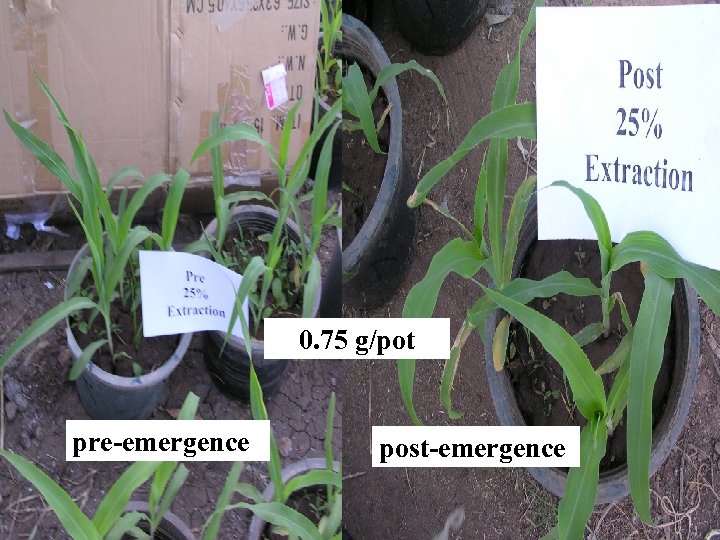 0. 75 g/pot pre-emergence post-emergence 