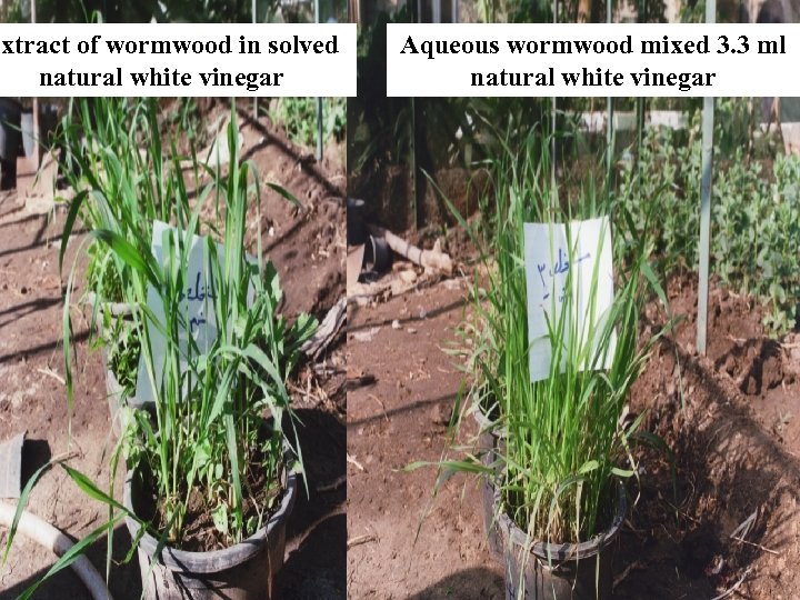 Extract of wormwood in solved natural white vinegar Aqueous wormwood mixed 3. 3 ml