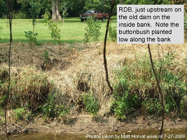 RDB, just upstream on the old dam on the inside bank. Note the buttonbush