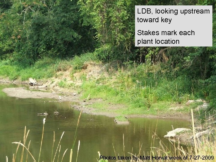 LDB, looking upstream toward key Stakes mark each plant location Photos taken by Matt