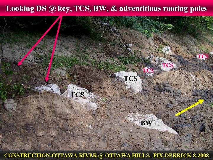 Looking DS @ key, TCS, BW, & adventitious rooting poles TCS TCS TCS BW