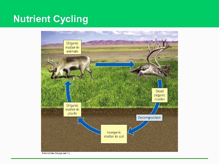 Nutrient Cycling 