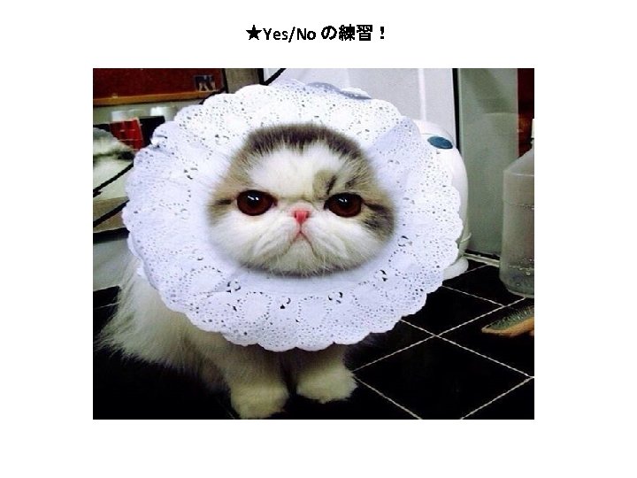 ★Yes/No の練習！ 