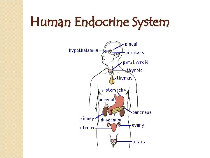 Human Endocrine System 