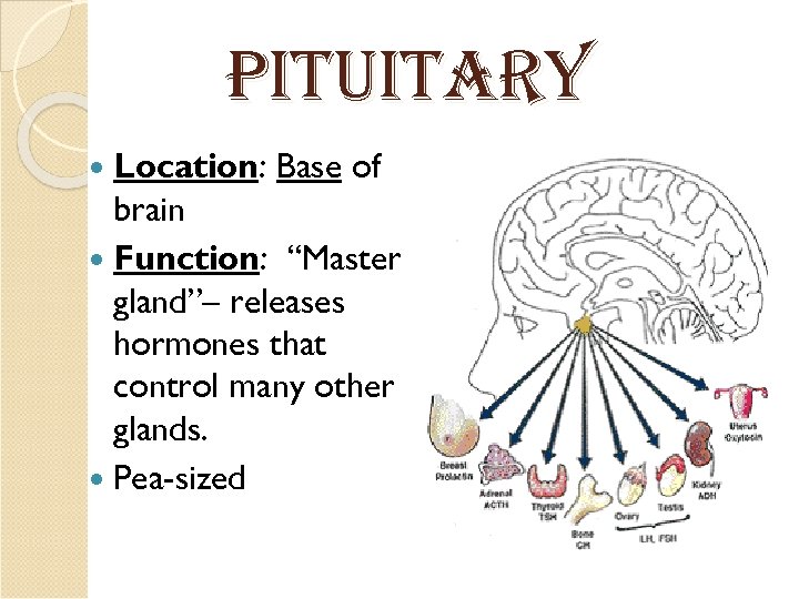Pit. Uitar. Y Location: Base of brain Function: “Master gland”– releases hormones that control