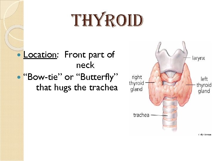 t. HYroid Location: Front part of neck “Bow-tie” or “Butterfly” that hugs the trachea