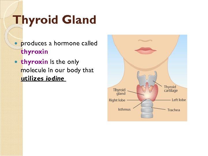 Thyroid Gland produces a hormone called thyroxin is the only molecule in our body